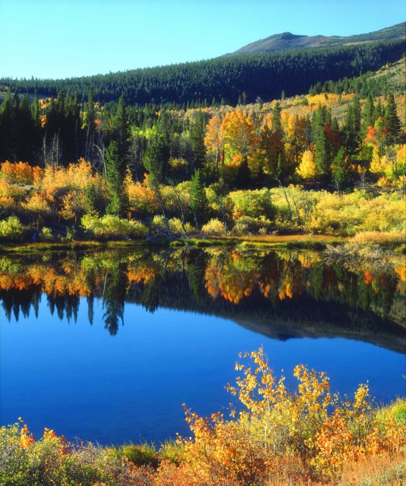 CA, Sierra Nevada Beaver Pond in autumn art print by Christopher Talbot Frank for $57.95 CAD
