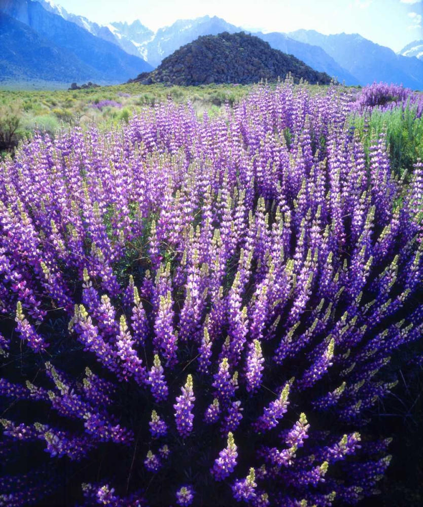 CA, Sierra Nevada Bush Lupines below Mt Whitney art print by Christopher Talbot Frank for $57.95 CAD