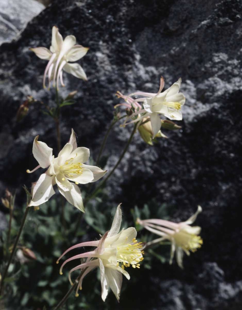 CA, Sierra Nevada Columbine in the Sierras art print by Christopher Talbot Frank for $57.95 CAD