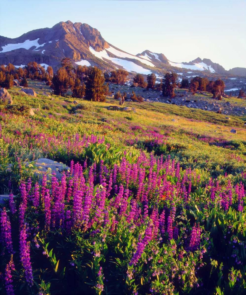 CA, Sierra Nevada Lupine flowers at Carson Pass art print by Christopher Talbot Frank for $57.95 CAD