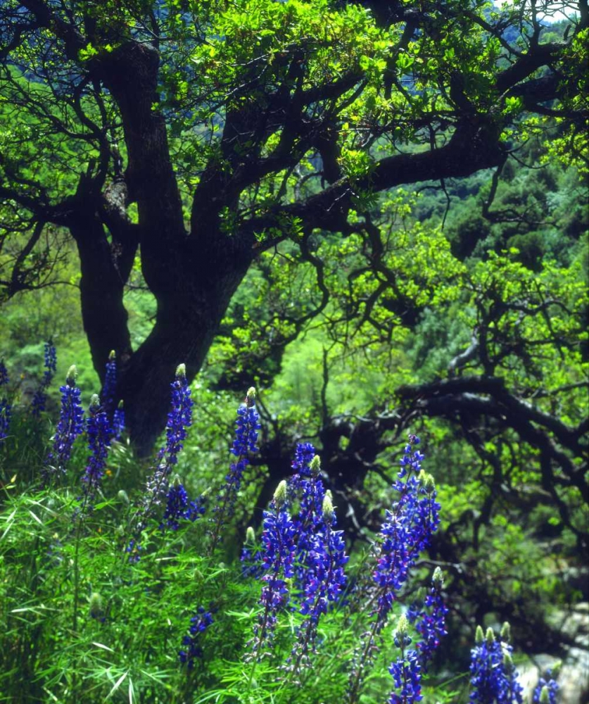 CA, Sierras, Sequoia NP Lupines in the forest art print by Christopher Talbot Frank for $57.95 CAD