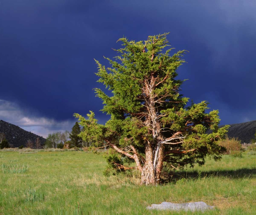 CA, Sierra Nevada Juniper trees and storm clouds art print by Christopher Talbot Frank for $57.95 CAD