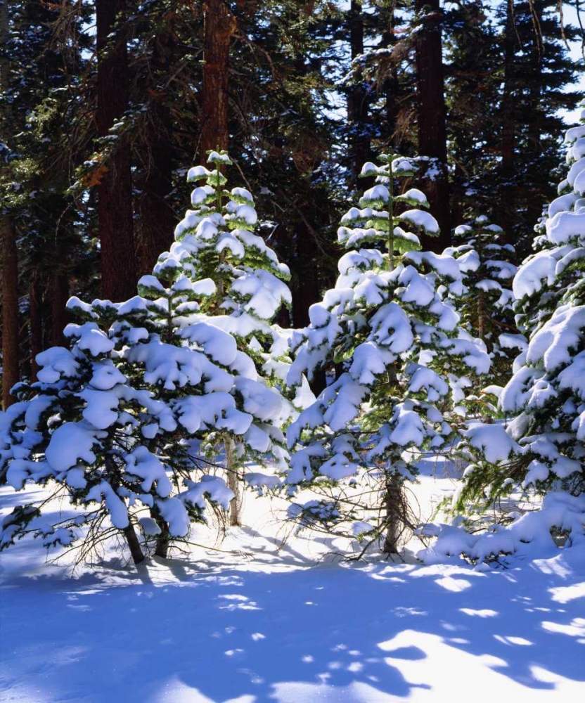 California, High Sierra, Snow-covered Red Fir art print by Christopher Talbot Frank for $57.95 CAD