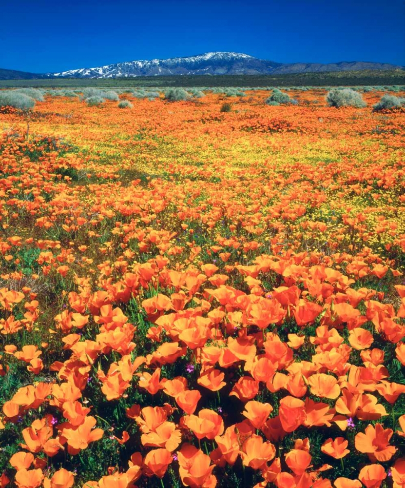 CA, Antelope Valley covered in California Poppies art print by Christopher Talbot Frank for $57.95 CAD