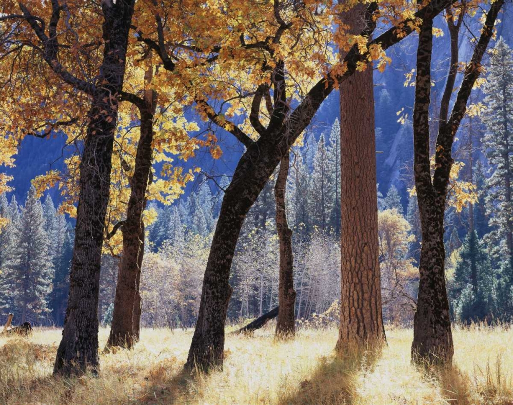 California, Yosemite Forest with autumn foliage art print by Christopher Talbot Frank for $57.95 CAD