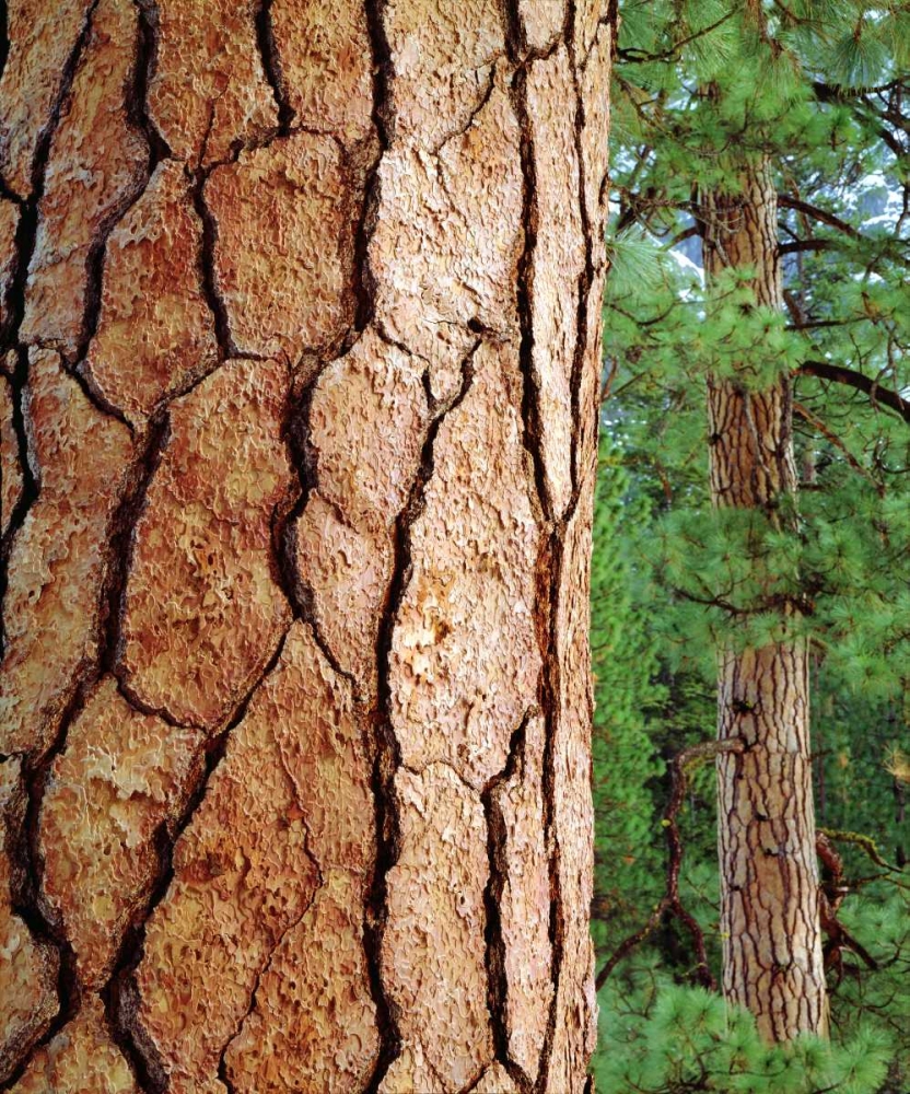 USA, California, Yosemite NP Ponderosa Pine art print by Christopher Talbot Frank for $57.95 CAD