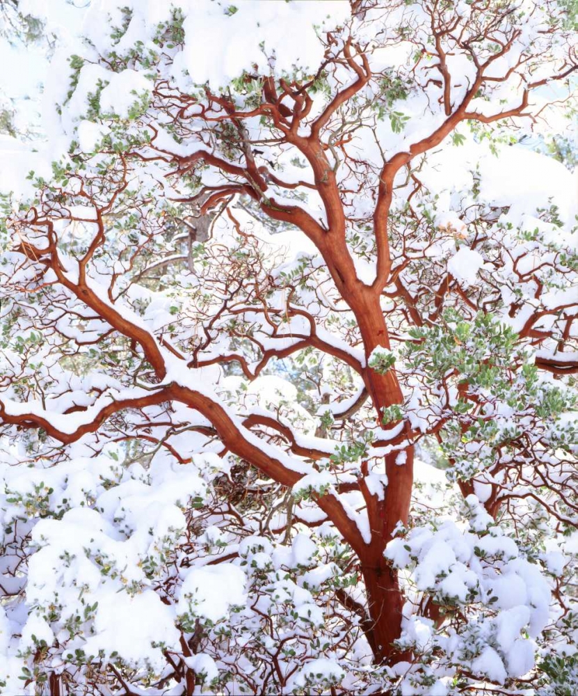 USA, California A snow-covered manzanita bush art print by Christopher Talbot Frank for $57.95 CAD
