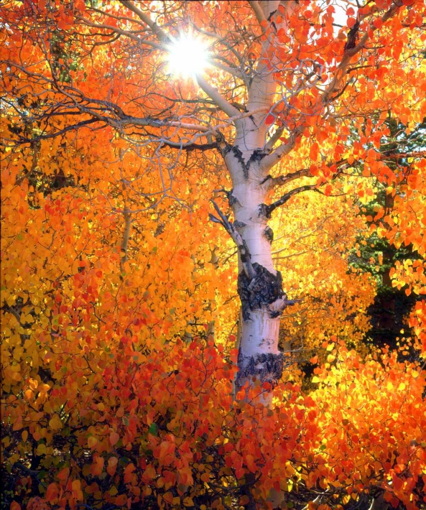 CA, Autumn of aspen trees in the Sierra Nevada art print by Christopher Talbot Frank for $57.95 CAD