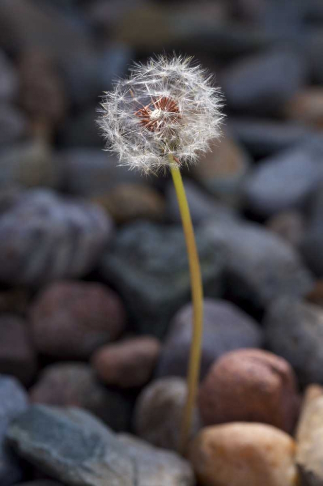USA, California Dandelion and river rock art print by Christopher Talbot Frank for $57.95 CAD