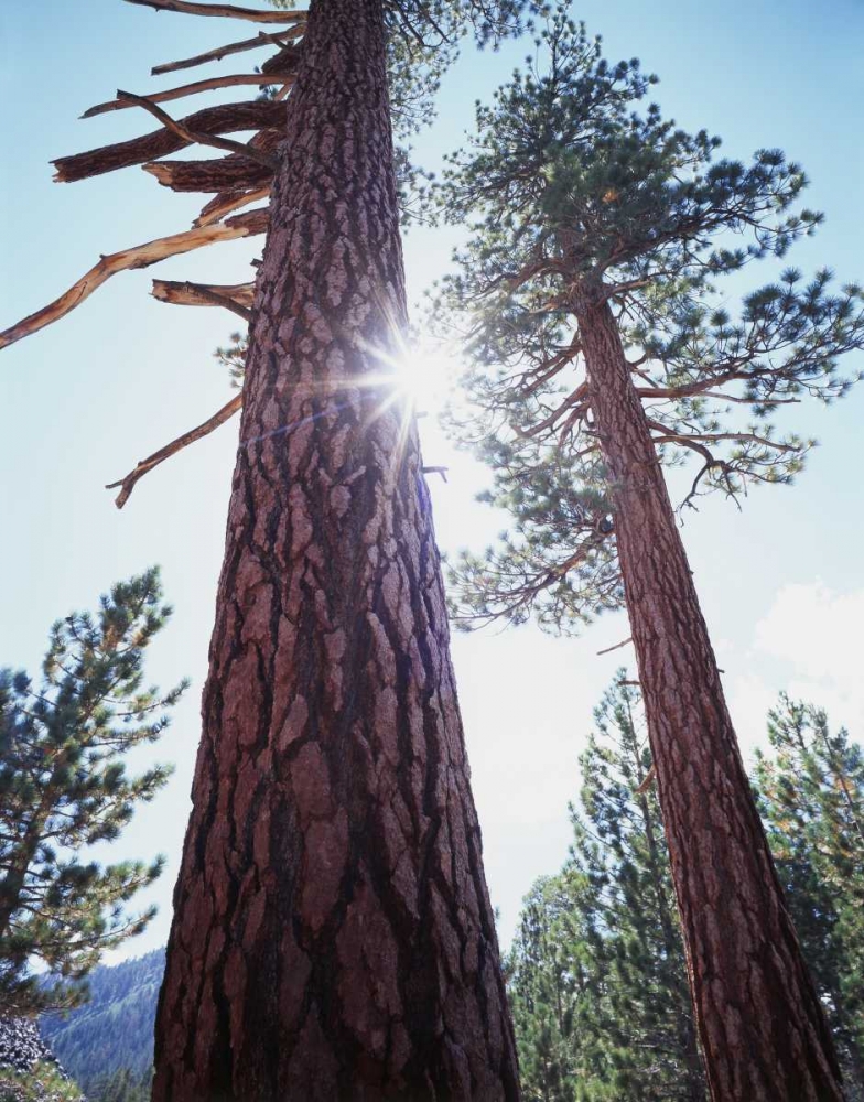 CA, Ponderosa Pine trees in the High Sierra art print by Christopher Talbot Frank for $57.95 CAD