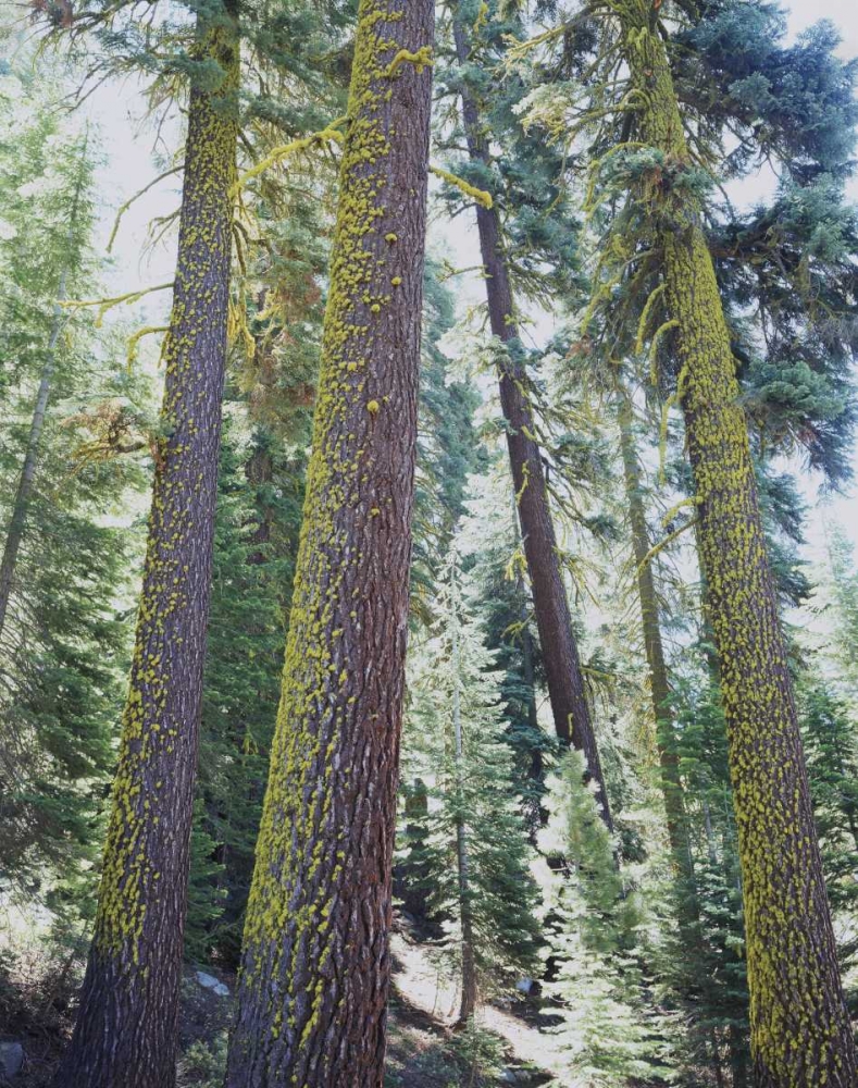 CA, Old-growth Red Fir trees in the High Sierra art print by Christopher Talbot Frank for $57.95 CAD
