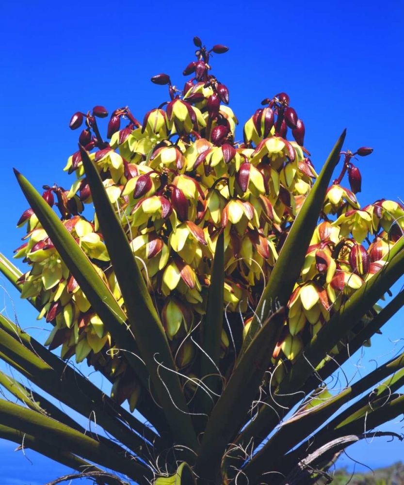 California Yucca Wildflowers in Torrey Pines SP art print by Christopher Talbot Frank for $57.95 CAD