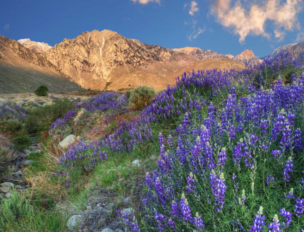 California Blooming lupine at Division Creek art print by Dennis Flaherty for $57.95 CAD