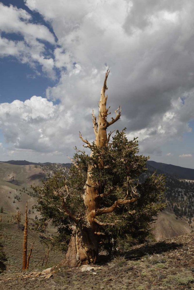 California, White Mts Ancient bristlecone pine art print by Dennis Flaherty for $57.95 CAD