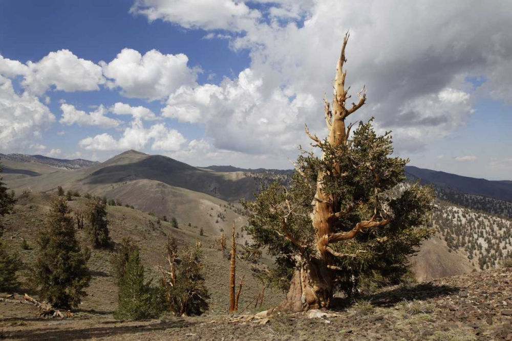 California, White Mts Ancient bristlecone pine art print by Dennis Flaherty for $57.95 CAD