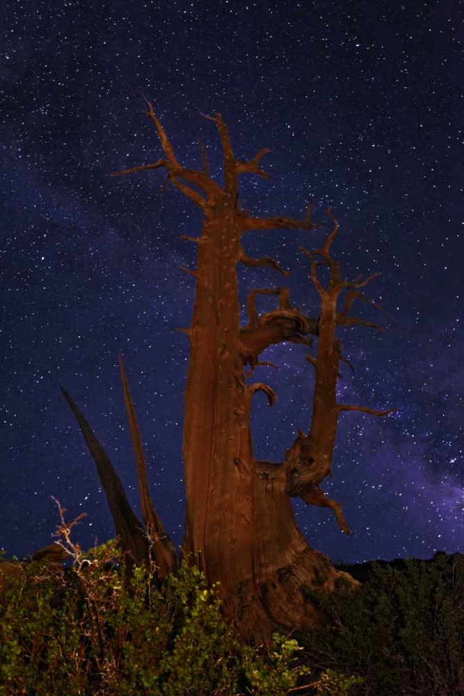 CA, White Mts A bristlecone pine and Milky Way art print by Dennis Flaherty for $57.95 CAD