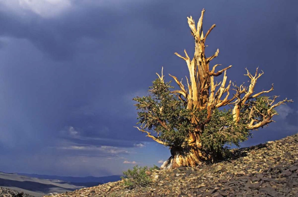 California, White Mts Bristlecone pine tree art print by Dennis Flaherty for $57.95 CAD