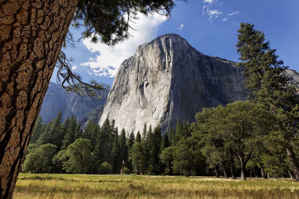 California, Yosemite View of El Capitan landmark art print by Dennis Flaherty for $57.95 CAD