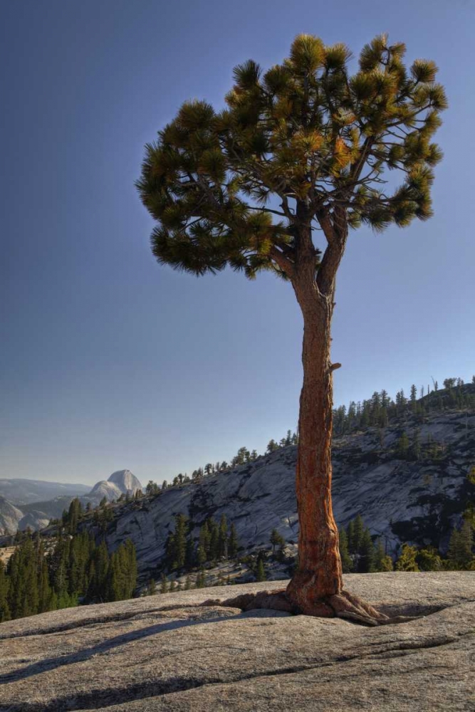 CA, Yosemite Solitary tree grows from rock art print by Dennis Flaherty for $57.95 CAD