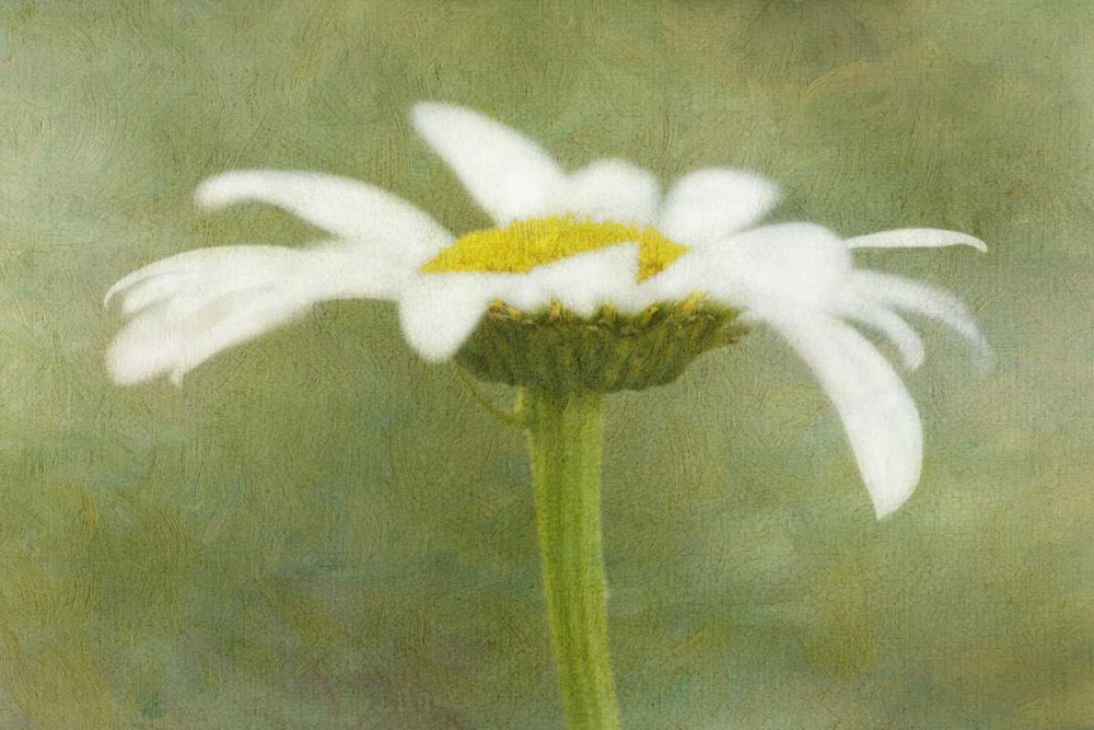 California Daisy with a textured background art print by Dennis Flaherty for $57.95 CAD