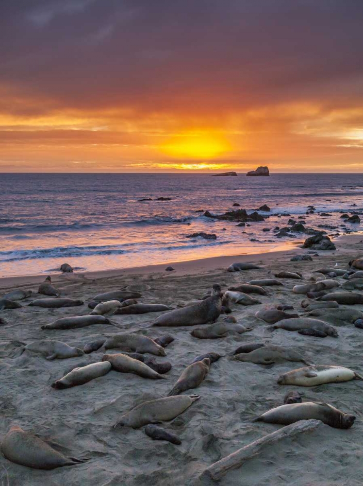 CA, Piedras Blancas Elephant seals on beach art print by Cathy and Gordon Illg for $57.95 CAD