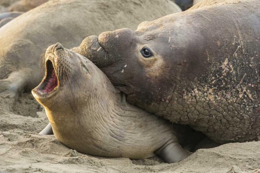 CA Male elephant seal gives love bite to female art print by Cathy and Gordon Illg for $57.95 CAD
