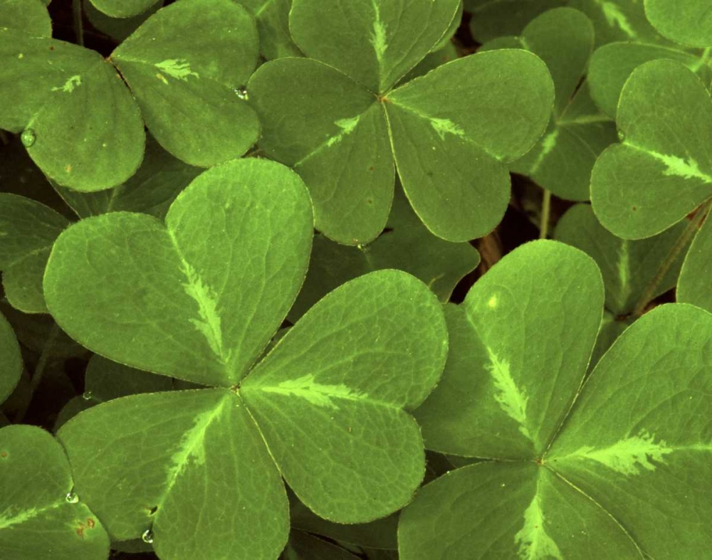 USA, California, Muir Woods Close-up of clover art print by Marie Bush for $57.95 CAD