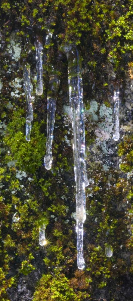 USA, California, Yosemite NP Icicles on moss art print by Marie Bush for $57.95 CAD