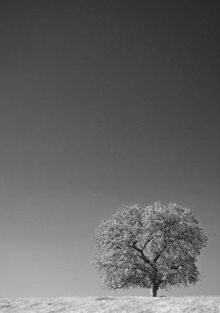 CA, Lone oak tree in the Sierra Nevada foothills art print by Dennis Flaherty for $57.95 CAD