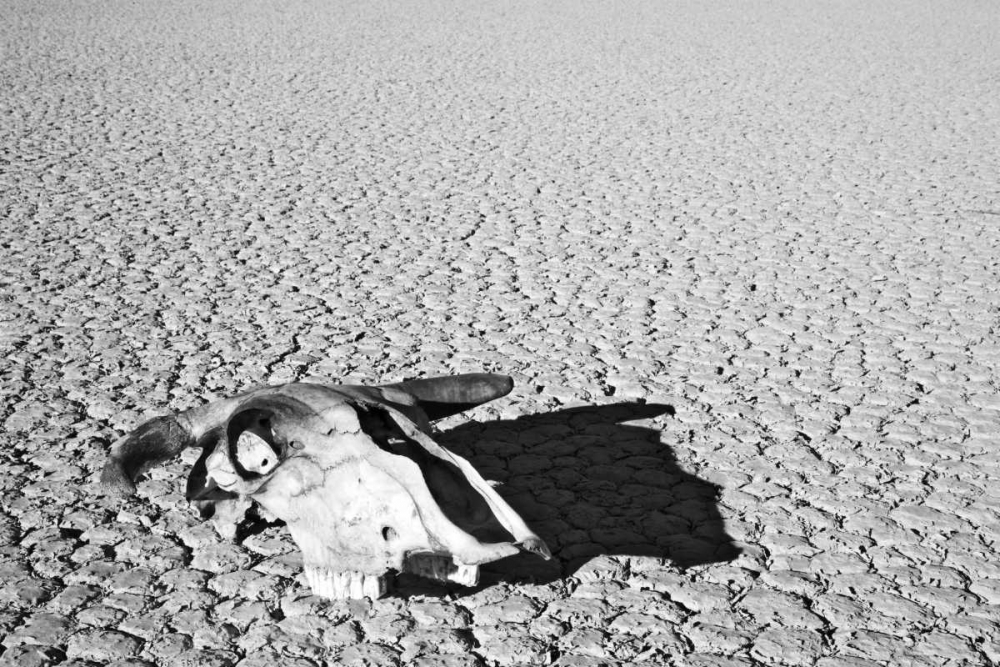 California, Death Valley NP Weathered cow skull art print by Dennis Flaherty for $57.95 CAD