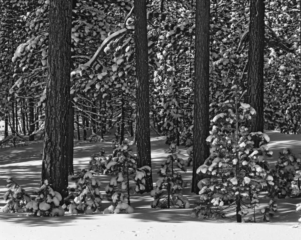 California, Sierra Nevada Forest in winter art print by Dennis Flaherty for $57.95 CAD