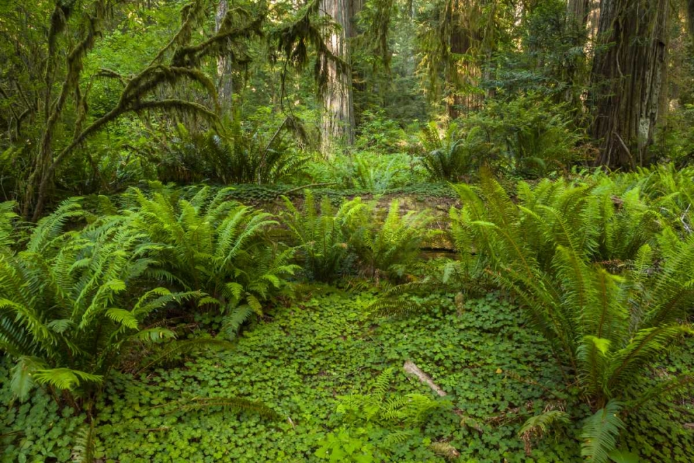 CA, Redwoods NP Ferns and mossy trees in forest art print by Cathy and Gordon Illg for $57.95 CAD