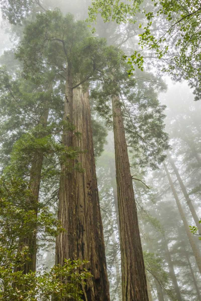 California, Redwoods NP Redwood trees and fog art print by Cathy and Gordon Illg for $57.95 CAD