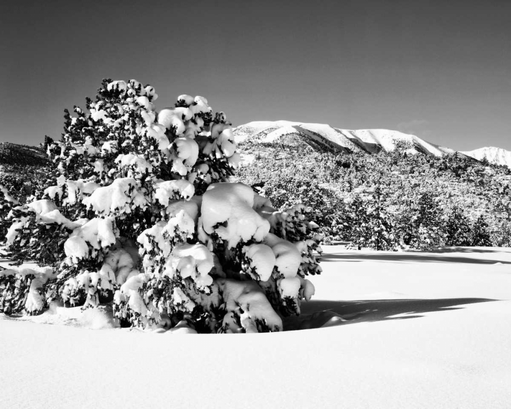 CA, Sierra Nevada Morning on winter landscape art print by Dennis Flaherty for $57.95 CAD