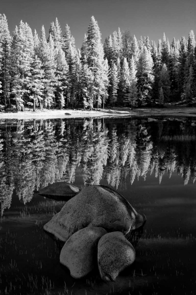 California, Yosemite Forest reflects in a pond art print by Dennis Flaherty for $57.95 CAD