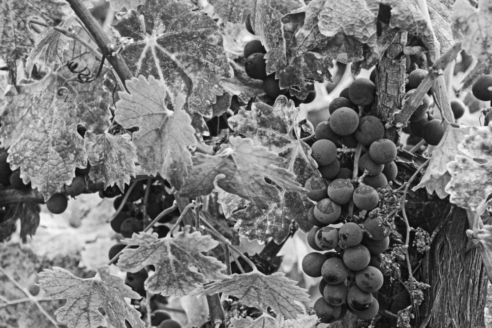 CA, Napa Valley Cabernet sauvignon grapes art print by Dennis Flaherty for $57.95 CAD