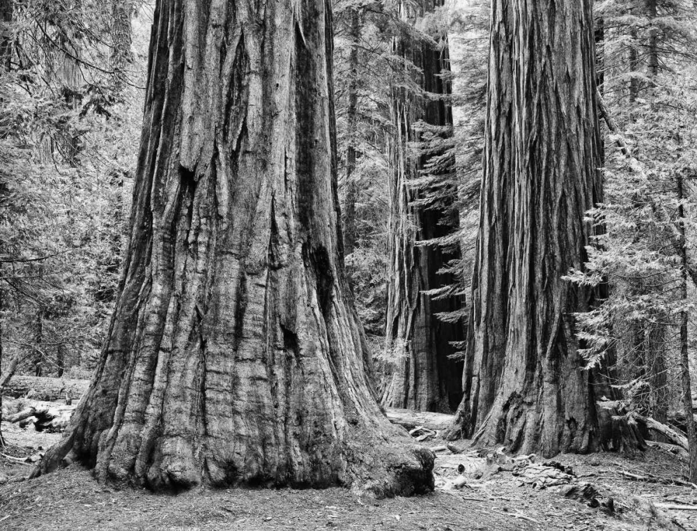 CA, Yosemite Sequoia trees in the Mariposa Grove art print by Dennis Flaherty for $57.95 CAD