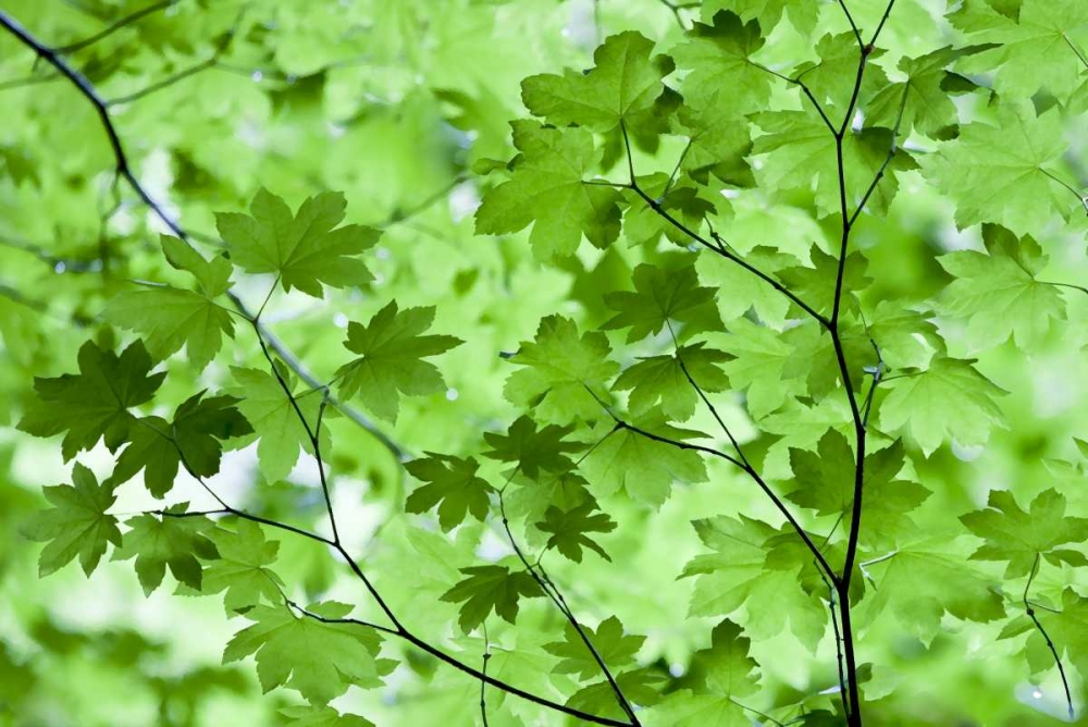 CA, Redwoods Spring canopy of vine maple leaves art print by Jean Carter for $57.95 CAD
