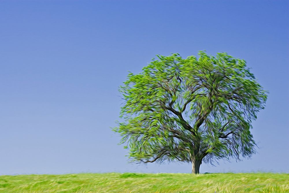California Abstract of lone blue oak tree art print by Jaynes Gallery for $57.95 CAD