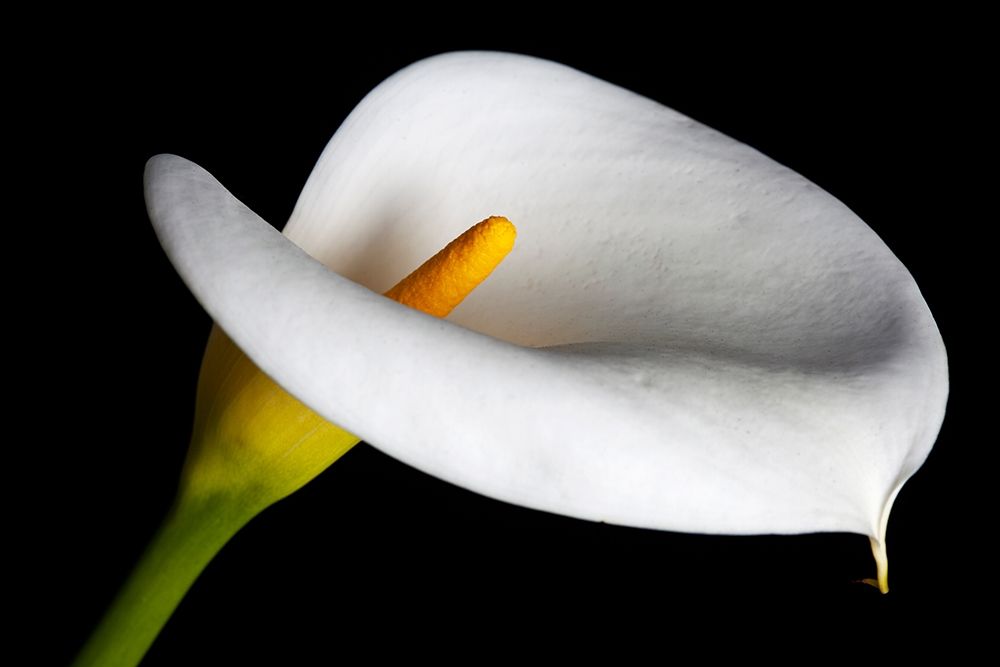 California Calla lily close-up art print by Jaynes Gallery for $57.95 CAD