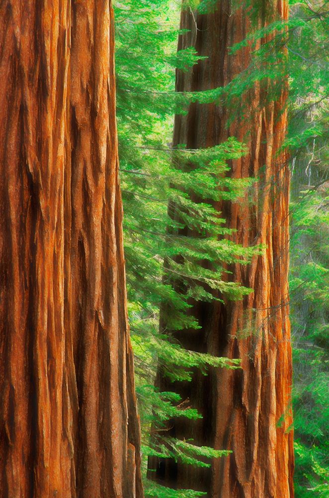 California-Yosemite National Park Abstract of sequoia tress in Mariposa Grove art print by Jaynes Gallery for $57.95 CAD