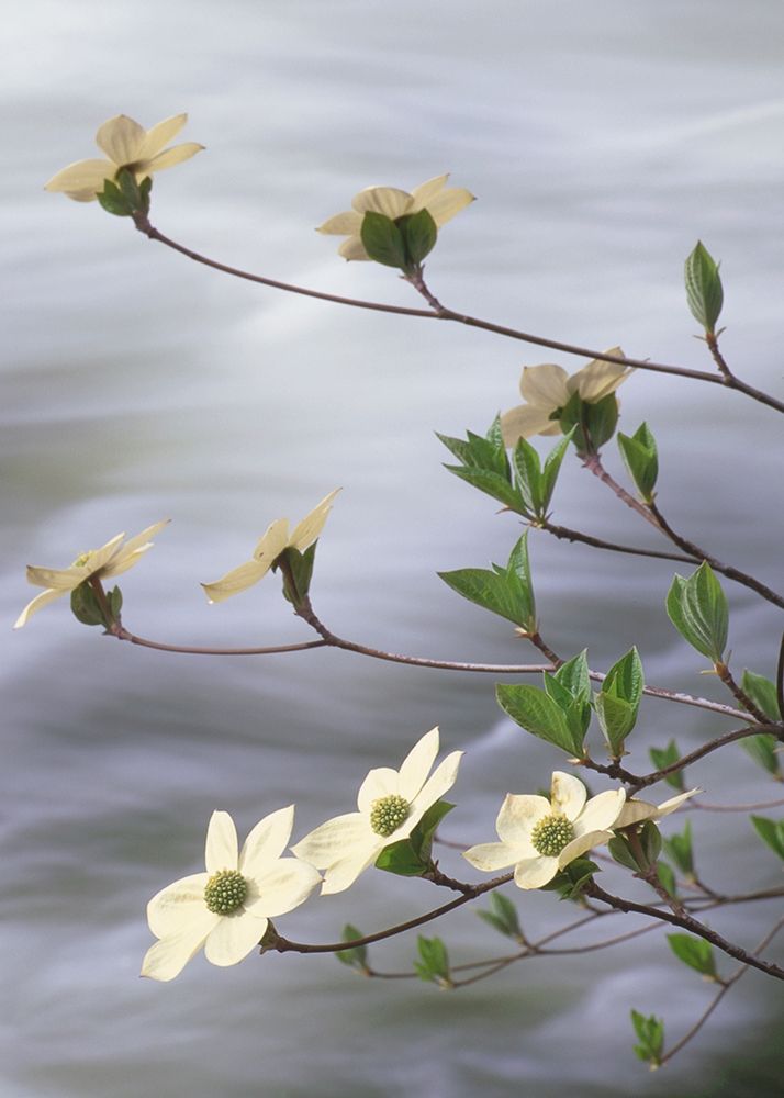 California-Yosemite National Park Blooming dogwood along Merced River rapids art print by Jaynes Gallery for $57.95 CAD