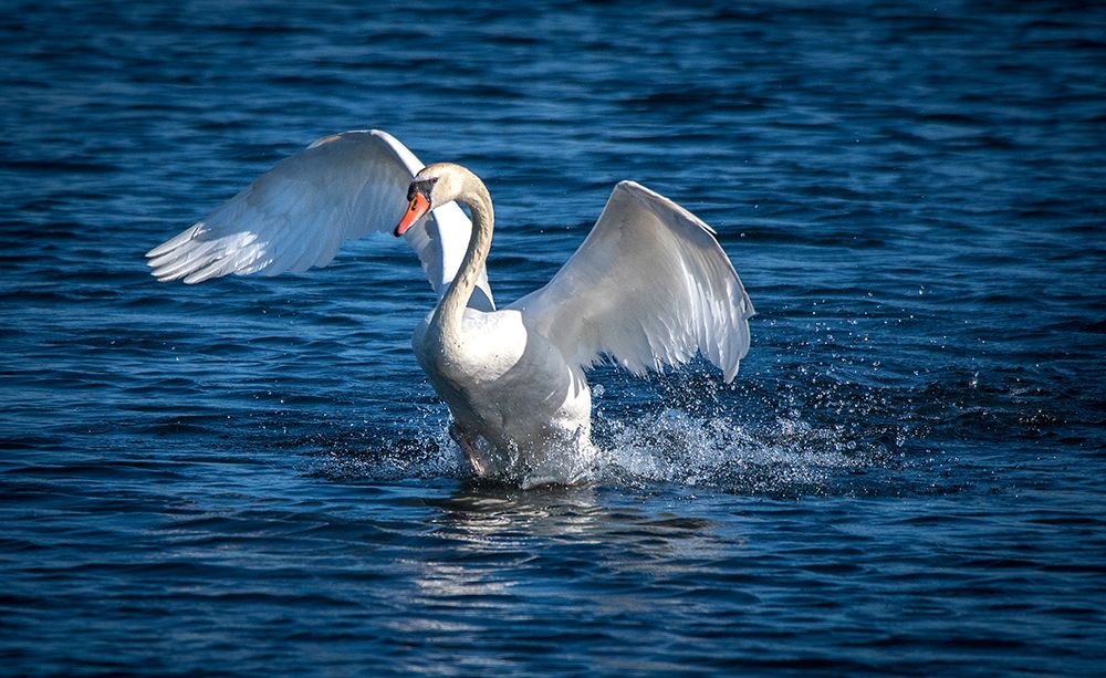 Usa-California A mute swan flaps its huge wings during courting behavior on a California pond art print by Betty Sederquist for $57.95 CAD