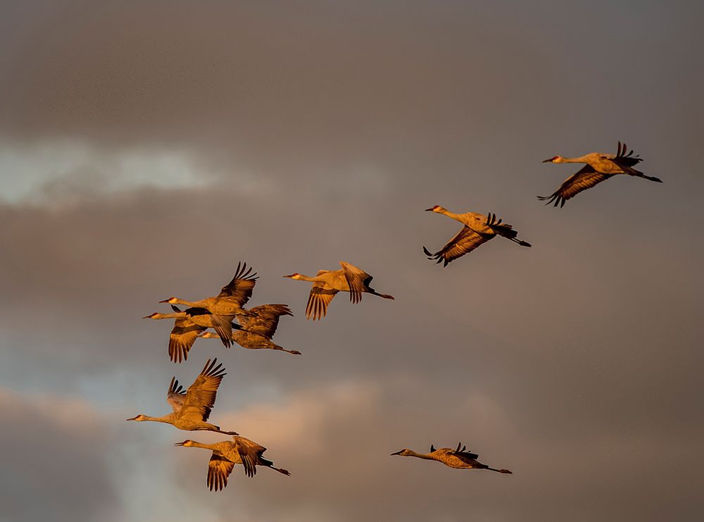 Usa-California A flock of sandhill cranes flies at sunset-near Lodi-California art print by Betty Sederquist for $57.95 CAD
