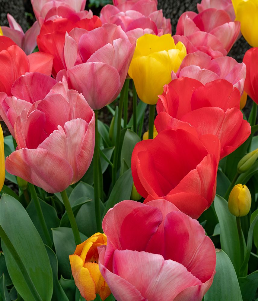 Bright tulips fill a garden at a local winery. art print by Betty Sederquist for $57.95 CAD