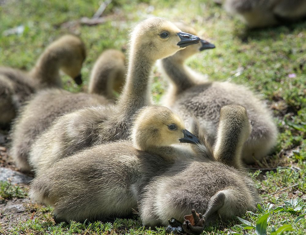 Canada geese goslings huddling together. art print by Betty Sederquist for $57.95 CAD