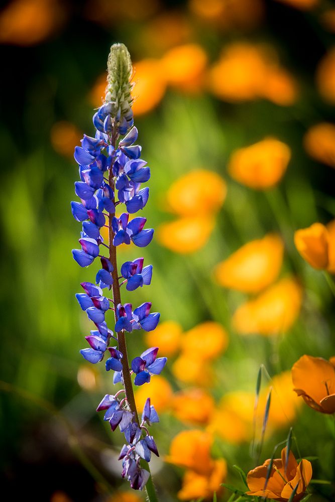 Lupines and poppies are two common wildflower that grow together. art print by Betty Sederquist for $57.95 CAD