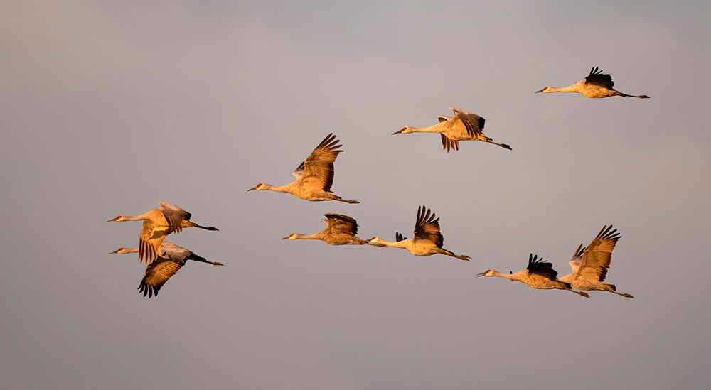 Sandhill cranes come in for the night in the Sacramento Valley. art print by Betty Sederquist for $57.95 CAD