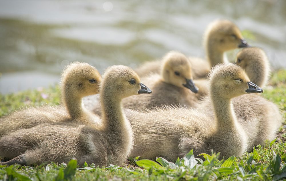 Warm and fuzzy Canada geese goslings crowd together. art print by Betty Sederquist for $57.95 CAD