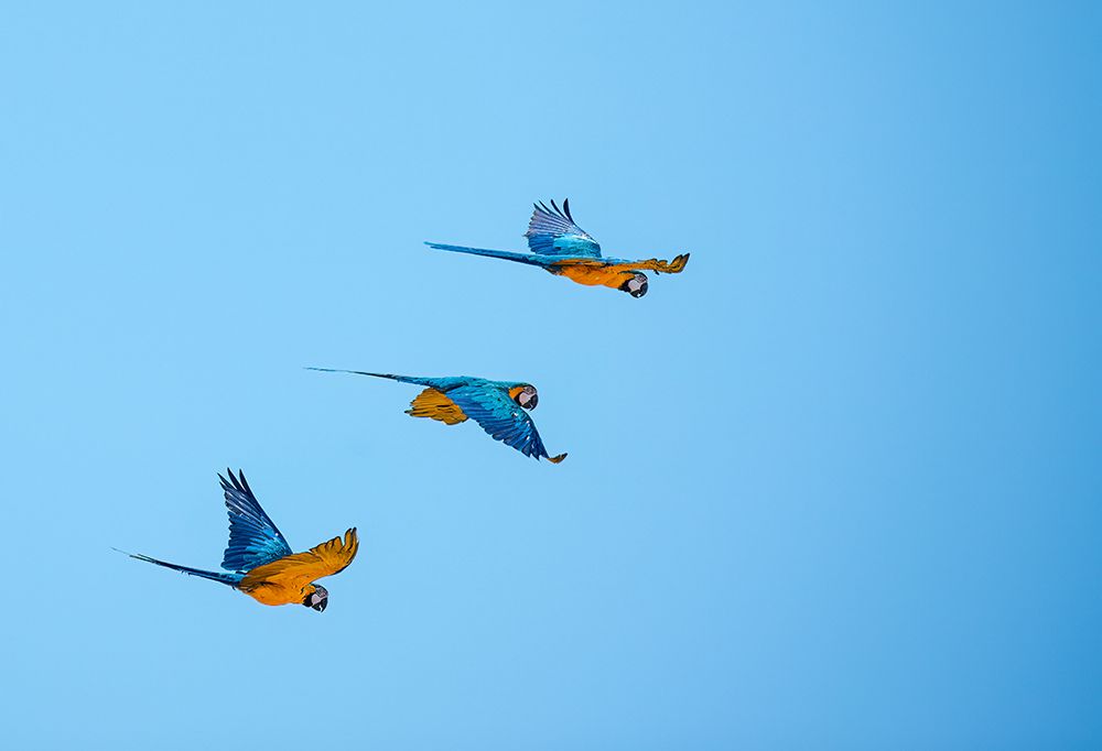 Trio of blue and yellow macaws fly together in Lotus-California-USA art print by Betty Sederquist for $57.95 CAD